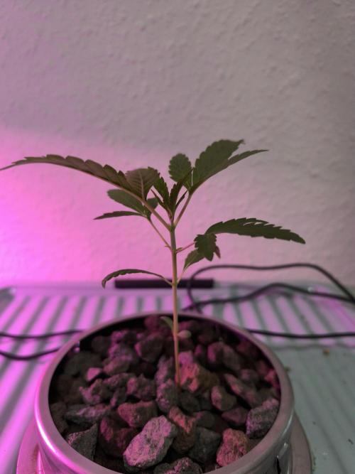 Outdoor Skyblood  in DWC. Week 3
