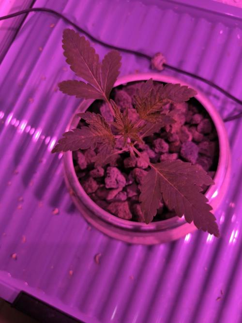 Outdoor Skyblood  in DWC. Week 3