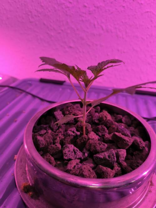 Outdoor Skyblood  in DWC. Week 3