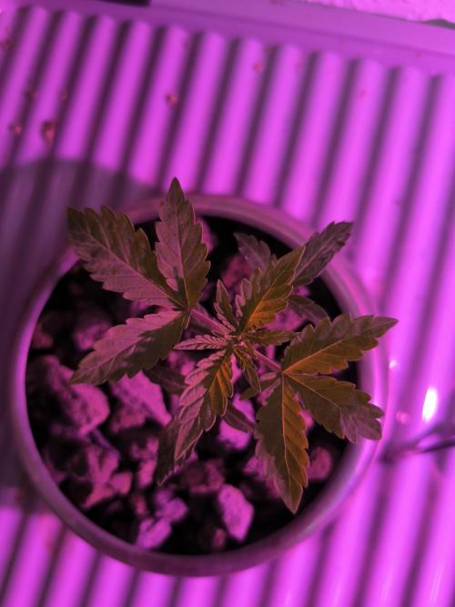 Outdoor Skyblood  in DWC. Week 3