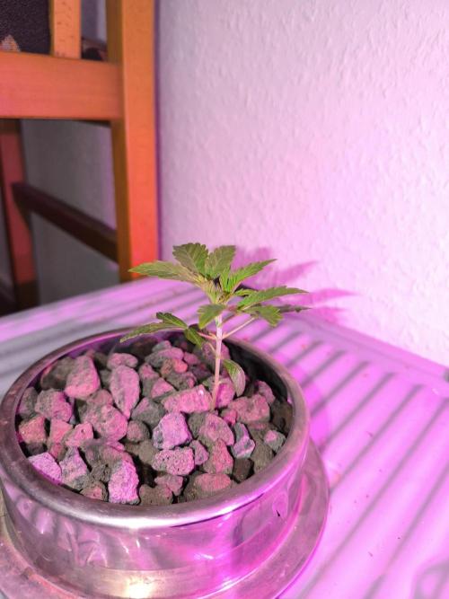 Outdoor Skyblood  in DWC. Week 3