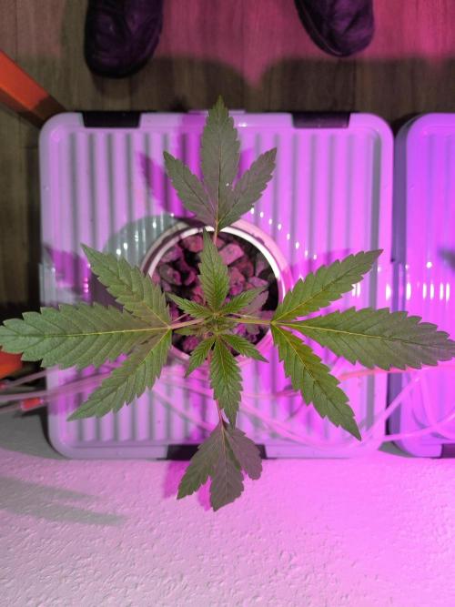 Outdoor Skyblood  in DWC. Week 4