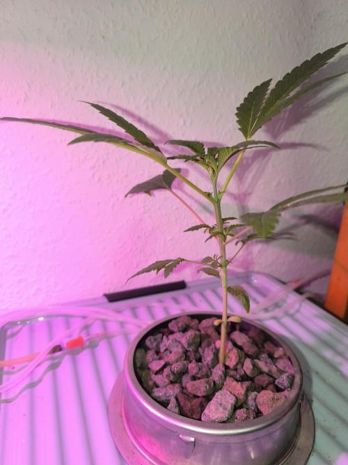Outdoor Skyblood  in DWC. Week 4 - Rennmaus