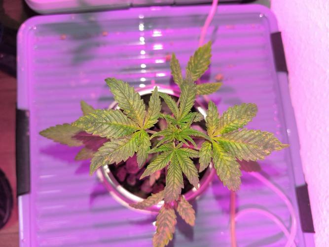 Outdoor Skyblood  in DWC. Week 4 - Behinderte
