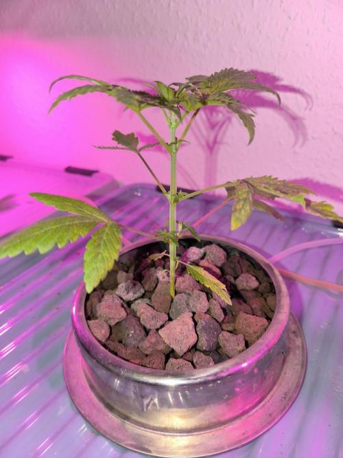 Outdoor Skyblood  in DWC. Week 4