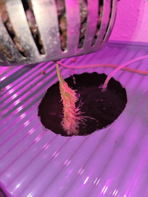 Outdoor Skyblood  in DWC. Week 4