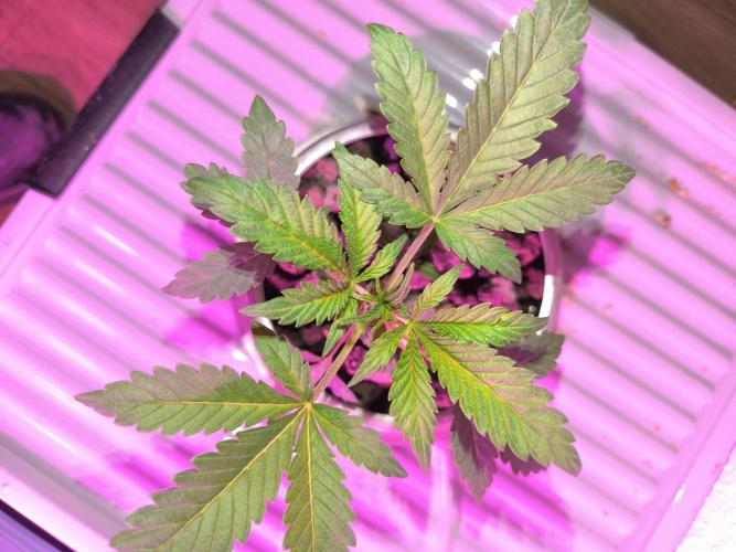 Outdoor Skyblood  in DWC. Week 4 - Baby