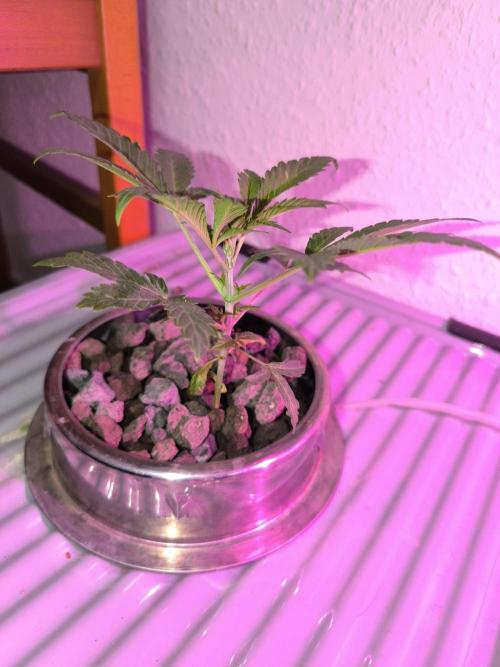Outdoor Skyblood  in DWC. Week 4