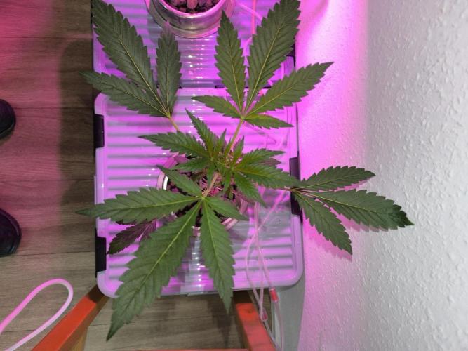 Outdoor Skyblood  in DWC. Week 5 - Rennmaus