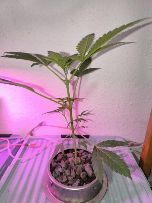 Outdoor Skyblood  in DWC. Week 5 - Rennmaus