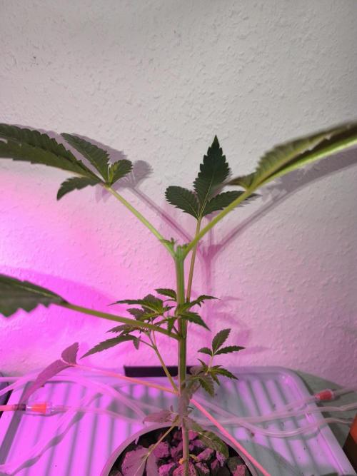 Outdoor Skyblood  in DWC. Week 5 - Rennmaus