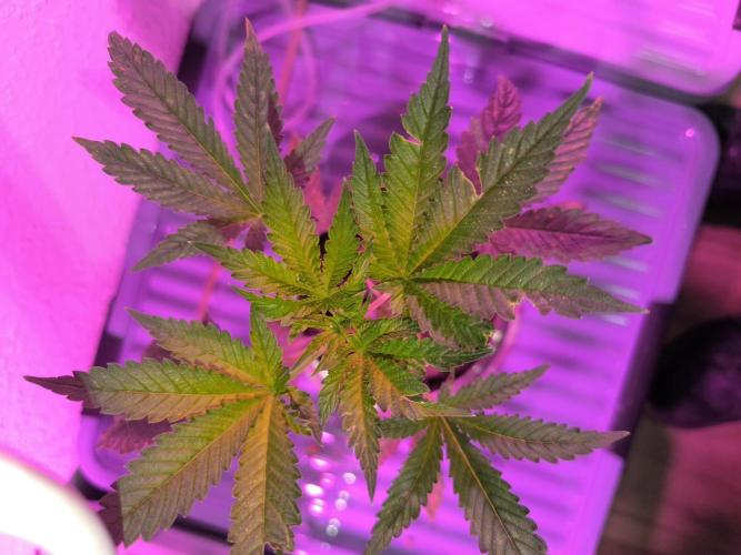 Outdoor Skyblood  in DWC. Week 5 - Behinderte