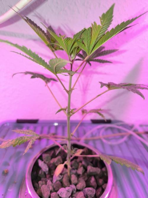 Outdoor Skyblood  in DWC. Week 5 - Behinderte