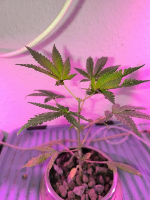 Outdoor Skyblood  in DWC. Week 5 - Behinderte