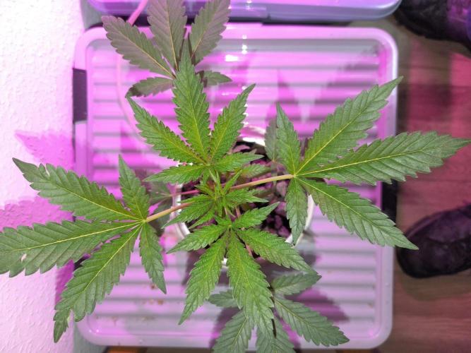 Outdoor Skyblood  in DWC. Week 5 - Baby