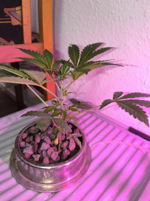 Outdoor Skyblood  in DWC. Week 5 - Baby