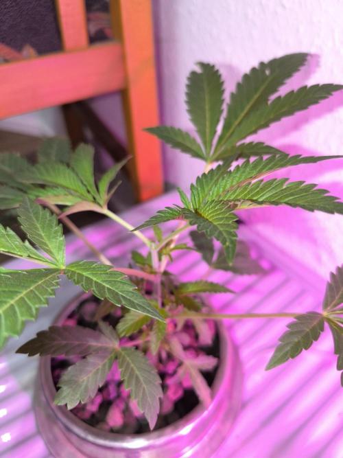 Outdoor Skyblood  in DWC. Week 5 - Baby