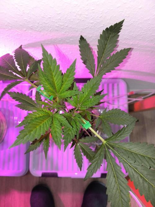 Outdoor Skyblood  in DWC. Week 6 - Rennmaus