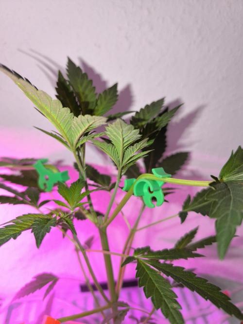 Outdoor Skyblood  in DWC. Week 6 - Rennmaus