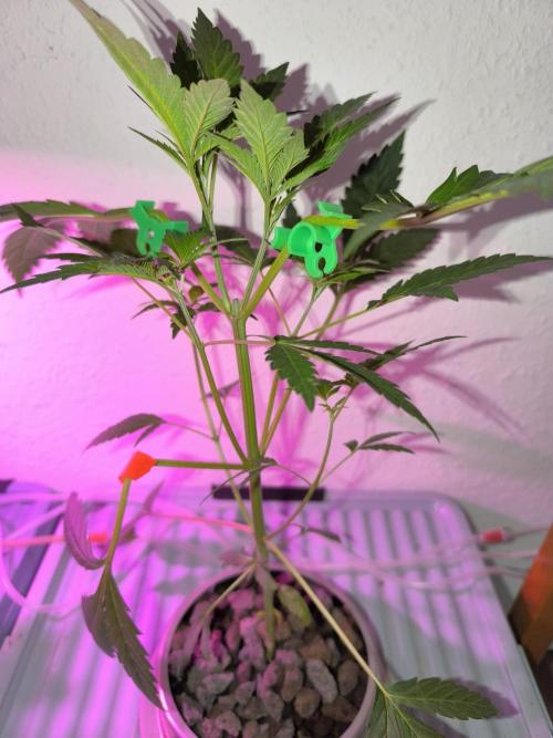 Outdoor Skyblood  in DWC. Week 6 - Rennmaus