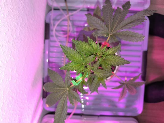 Outdoor Skyblood  in DWC. Week 6