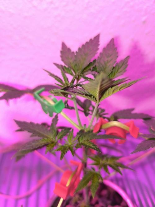 Outdoor Skyblood  in DWC. Week 6