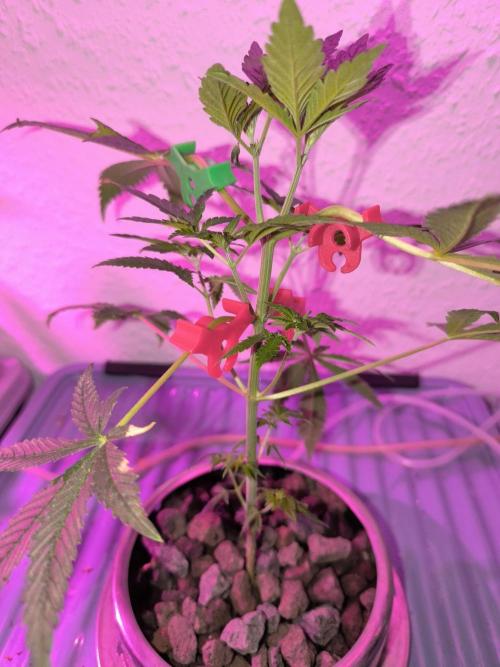 Outdoor Skyblood  in DWC. Week 6