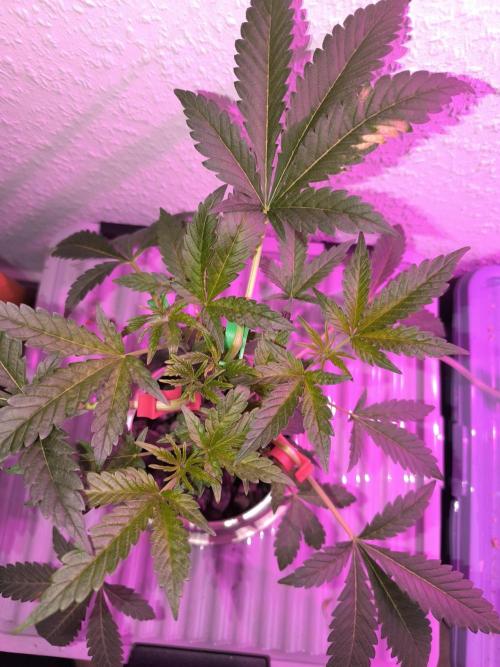 Outdoor Skyblood  in DWC. Week 6 - Baby