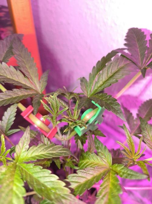 Outdoor Skyblood  in DWC. Week 6 - Baby