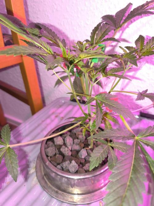 Outdoor Skyblood  in DWC. Week 6 - Baby