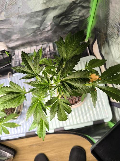 Outdoor Skyblood  in DWC. Week 7