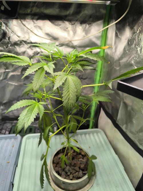 Outdoor Skyblood  in DWC. Week 7