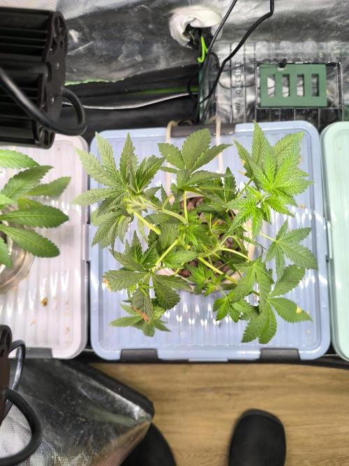Outdoor Skyblood  in DWC. Week 7