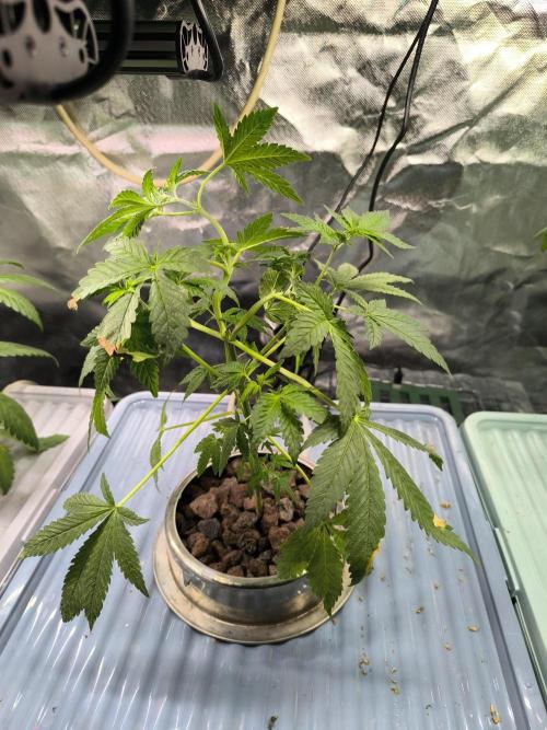 Outdoor Skyblood  in DWC. Week 7