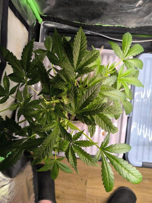 Outdoor Skyblood  in DWC. Week 7