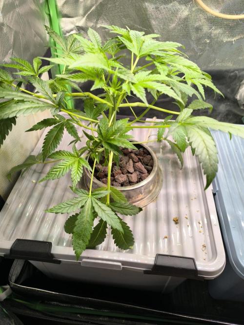 Outdoor Skyblood  in DWC. Week 7
