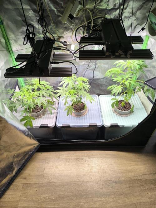 Outdoor Skyblood  in DWC. Week 8