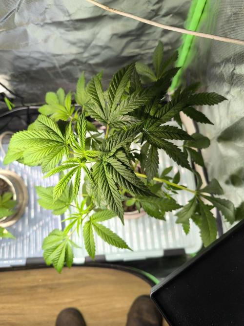 Outdoor Skyblood  in DWC. Week 8