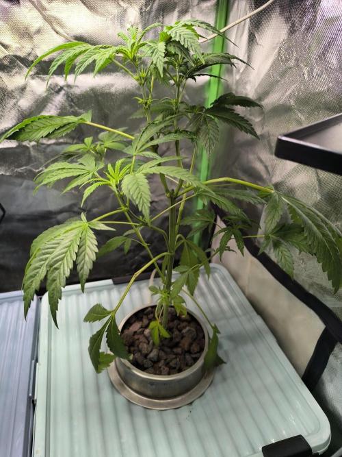 Outdoor Skyblood  in DWC. Week 8