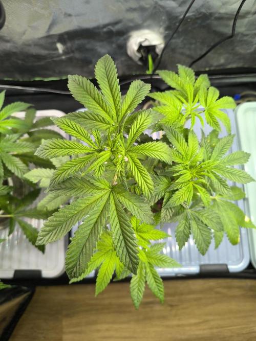 Outdoor Skyblood  in DWC. Week 8
