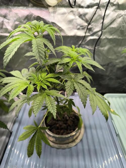 Outdoor Skyblood  in DWC. Week 8