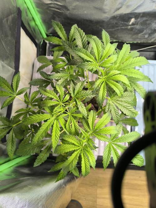 Outdoor Skyblood  in DWC. Week 8