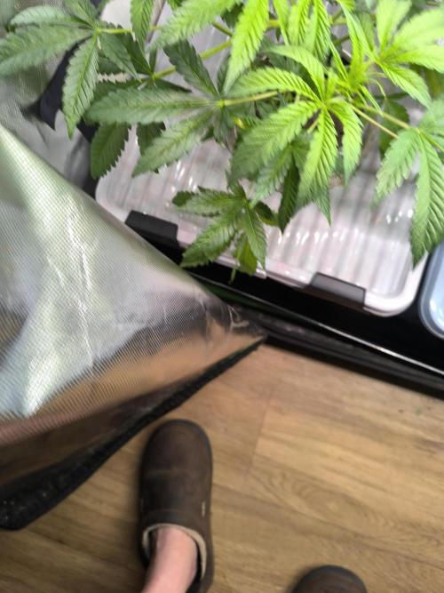 Outdoor Skyblood  in DWC. Week 8