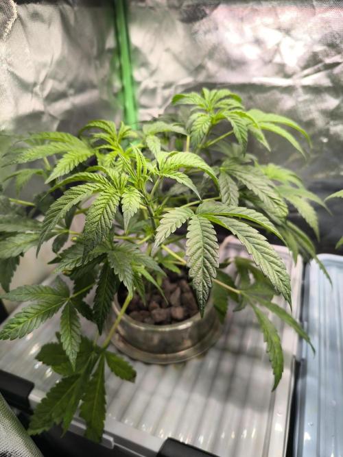 Outdoor Skyblood  in DWC. Week 8