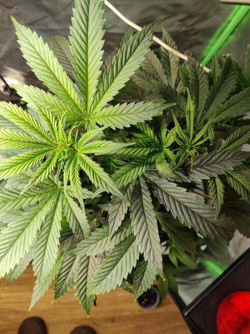 Outdoor Skyblood  in DWC. Week 9