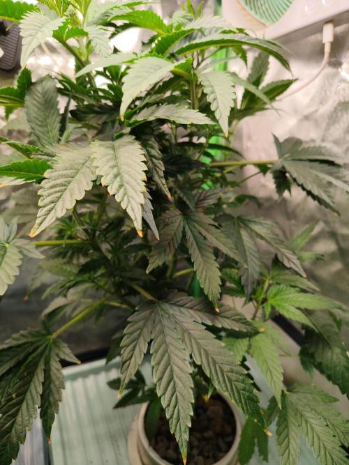 Outdoor Skyblood  in DWC. Week 9