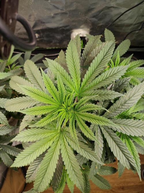 Outdoor Skyblood  in DWC. Week 9