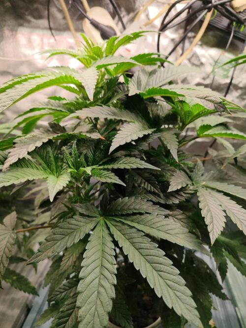 Outdoor Skyblood  in DWC. Week 9