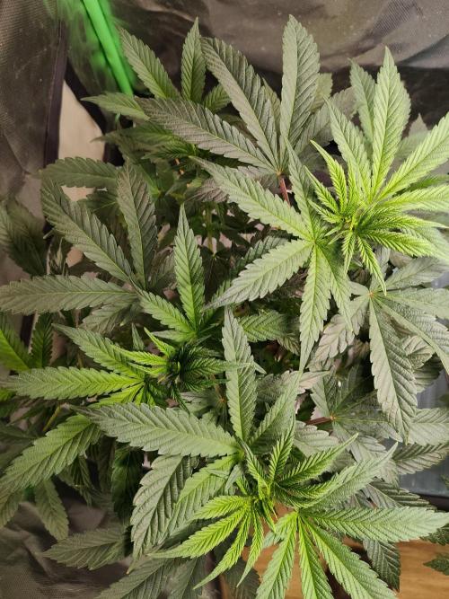 Outdoor Skyblood  in DWC. Week 9