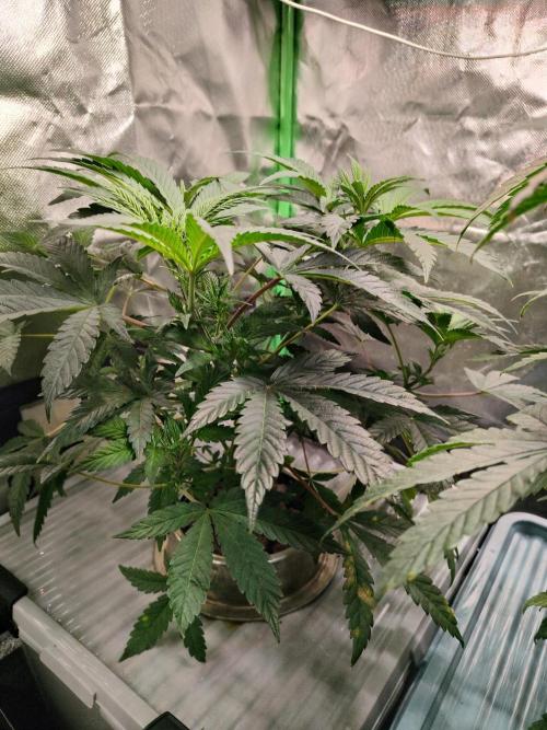 Outdoor Skyblood  in DWC. Week 9